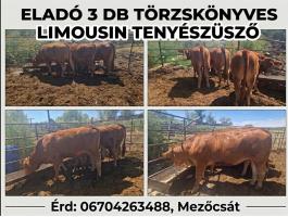 3 db limousin törzskönyves tenyészüsző eladó