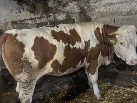 Eladó magyartarka vemhes üsző