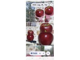 Jó minőségű alma eladó