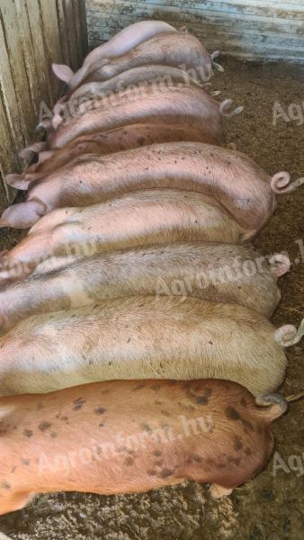 Eladó 10 db 35 kg-os süldő