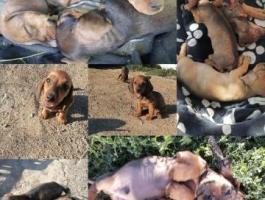 Eladó tacskó kölykök