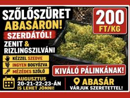 Borszőlő kiváló pálinkának, Zenit és Rizlingszilváni kézzel szedve, ingyen bogyózva