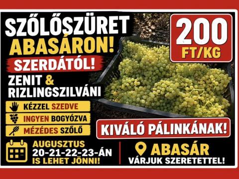 Borszőlő kiváló pálinkának, Zenit és Rizlingszilváni kézzel szedve, ingyen bogyózva Borszőlő kiváló pálinkának, Zenit és Rizlingszilváni kézzel szedve, ingyen bogyózva