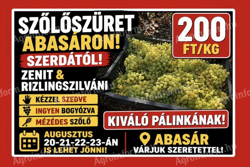 Borszőlő kiváló pálinkának, Zenit és Rizlingszilváni kézzel szedve, ingyen bogyózva