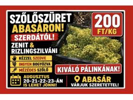 Borszőlő kiváló pálinkának, Zenit és Rizlingszilváni kézzel szedve, ingyen bogyózva