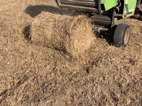 Kis körbála kapható Kis körbála kapható
