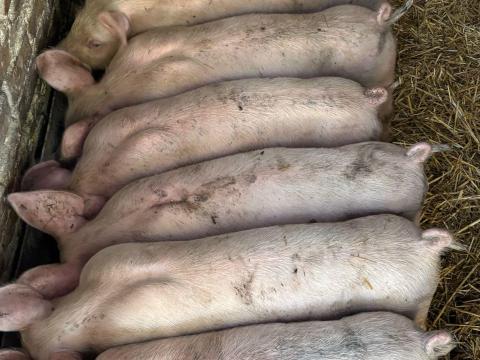 Tenyészetünkből Nagyon szép 8-9 hetes malacok eladók