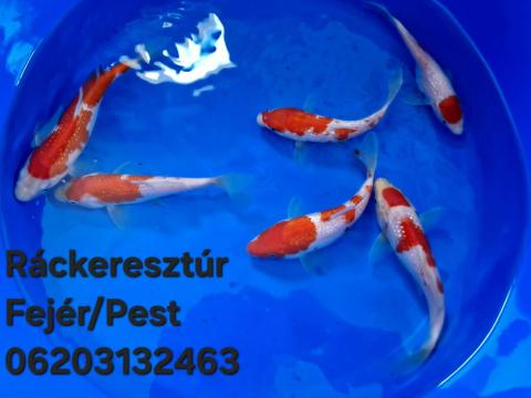 Koi ponty