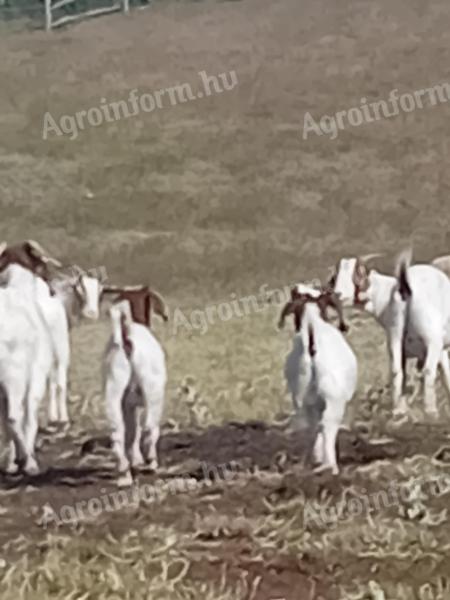 Eladó búr anyakecskék