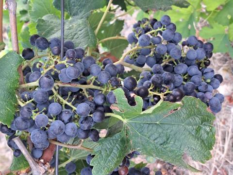 Merlot borszőlő eladó Merlot borszőlő eladó