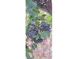 Merlot borszőlő eladó
