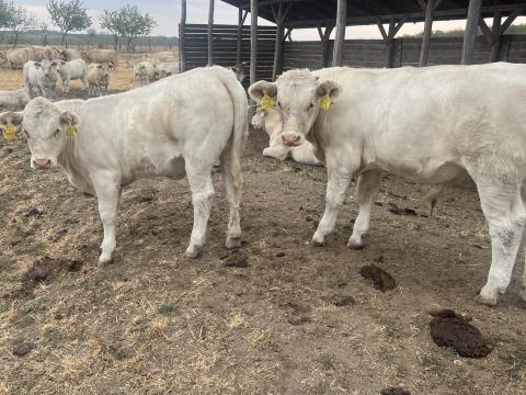Charolais bika és üsző borjak eladók Charolais bika és üsző borjak eladók