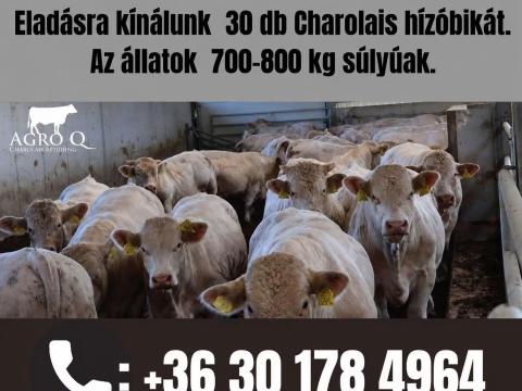 30 db Charolais hízóbika
