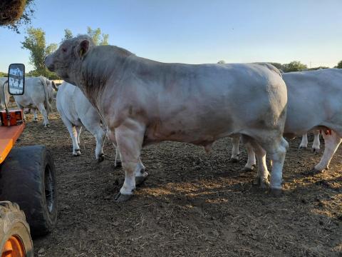 Charolais tenyészbika eladó