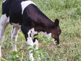 Eladó 2 db tisztavérű Holstein-fríz elsőborjas tehén, üszőborjúval