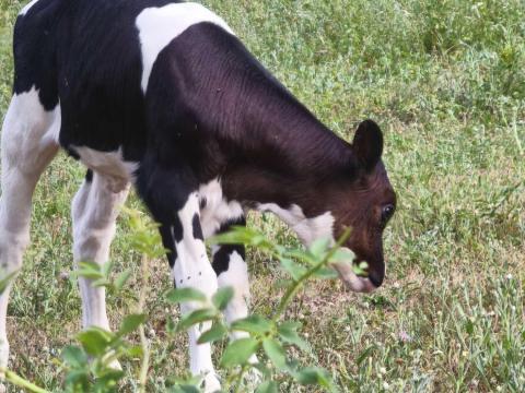 Eladó 2 db tisztavérű Holstein-fríz elsőborjas tehén, üszőborjúval