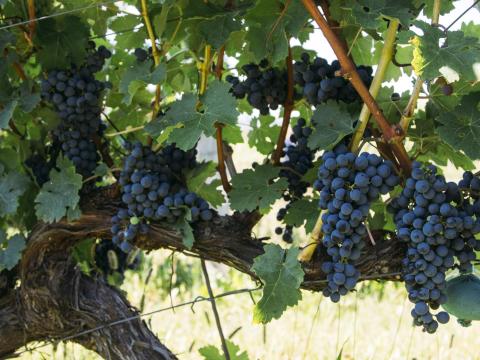 Prémium Villányi Cabernet Franc szőlő eladó Prémium Villányi Cabernet Franc szőlő eladó