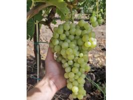Irsai Olivér