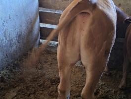 Költözne limousin keresztezett bika