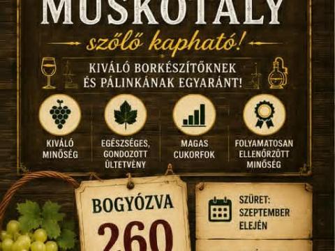 Sárga muskotály szőlő eladó Sárga muskotály szőlő eladó