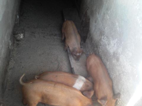 2 db 40 kg körüli süldő eladó