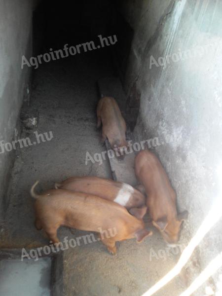 2 db 40 kg körüli süldő eladó