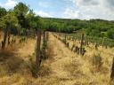 Eladó 3399 m²-es bekerített terület Szekszárd Strázsa-hegyen