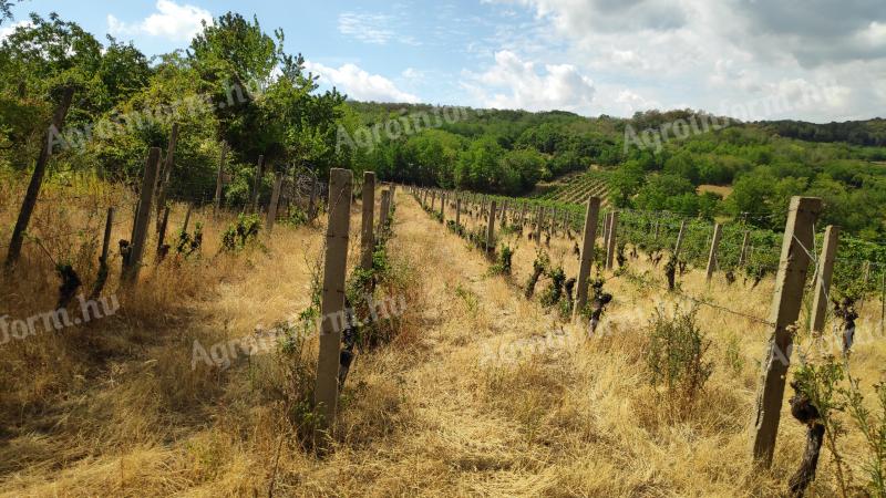 Eladó 3399 m²-es bekerített terület Szekszárd Strázsa-hegyen