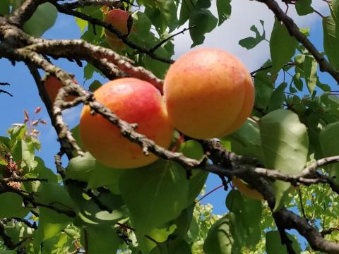 Vegyes kultúrájú 3,2534 ha gyümölcsös Vegyes kultúrájú 3,2534 ha gyümölcsös