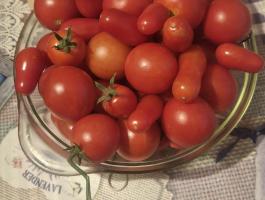 Igazi, mézédes házikerti vegyes paradicsom – frissen a bokorról, csak Csatárban