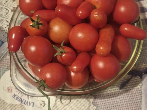 Igazi, mézédes házikerti vegyes paradicsom – frissen a bokorról, csak Csatárban