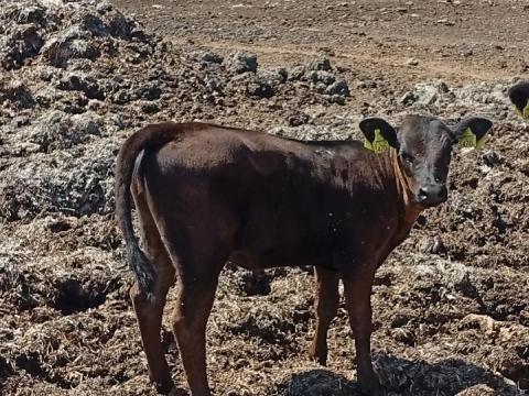 Borjú eladó Borjú eladó