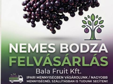 Nemes bodza, biobodza felvásárlás