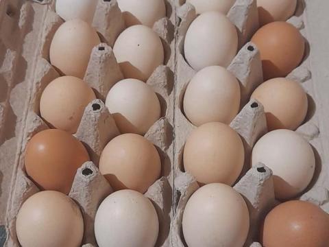 Házi tojás eladó Házi tojás eladó