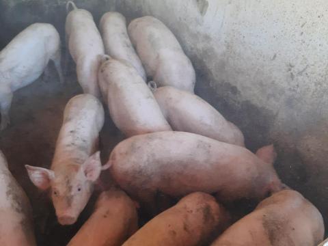 Malac eladó Malac eladó