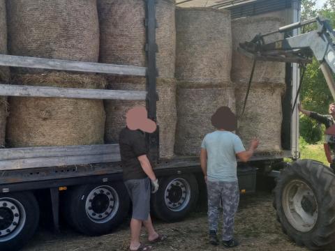 Lucernas,  muharos szena balak