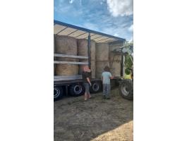 Lucernas,  muharos szena balak