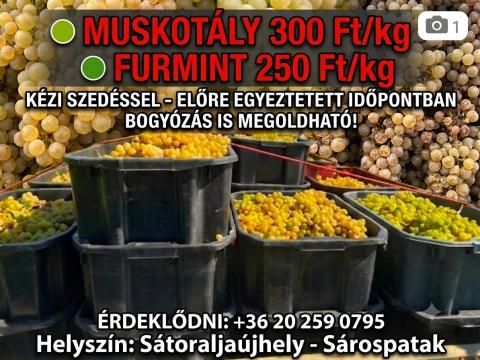 Muskotály, Furmint eladó Muskotály, Furmint eladó