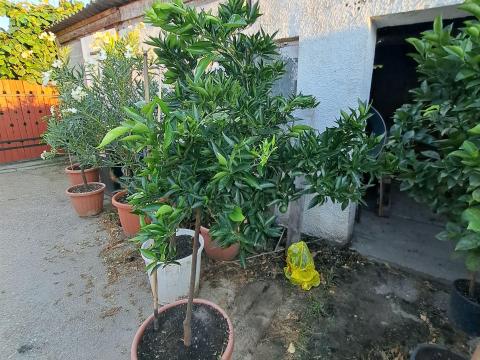 Eladó mandarinfa