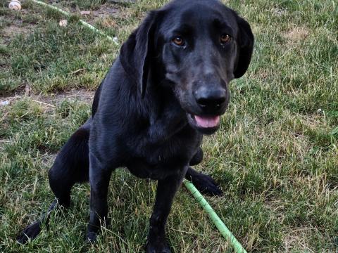 1 éves Cane Corso &amp; német juhász keverék szuka ingyen elvihető