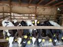 Eladó 9 db Holstein fríz bikaborjú