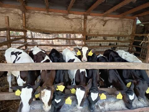 Eladó 9 db Holstein fríz bikaborjú