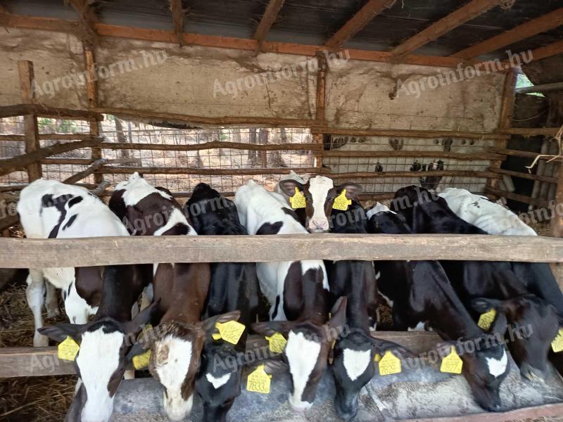 Eladó 9 db Holstein fríz bikaborjú