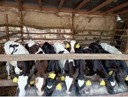 Eladó 9 db Holstein fríz bikaborjú