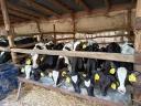 Eladó 9 db Holstein fríz bikaborjú