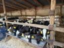 Eladó 9 db Holstein fríz bikaborjú