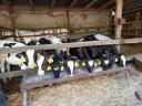 Eladó 9 db Holstein fríz bikaborjú