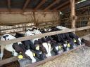 Eladó 9 db Holstein fríz bikaborjú
