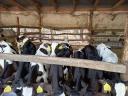 Eladó 9 db Holstein fríz bikaborjú