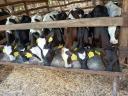 Eladó 9 db Holstein fríz bikaborjú